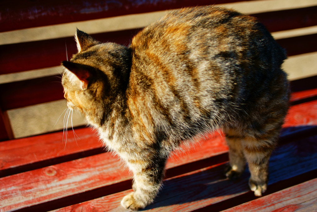 ベンチでくつろぐ猫