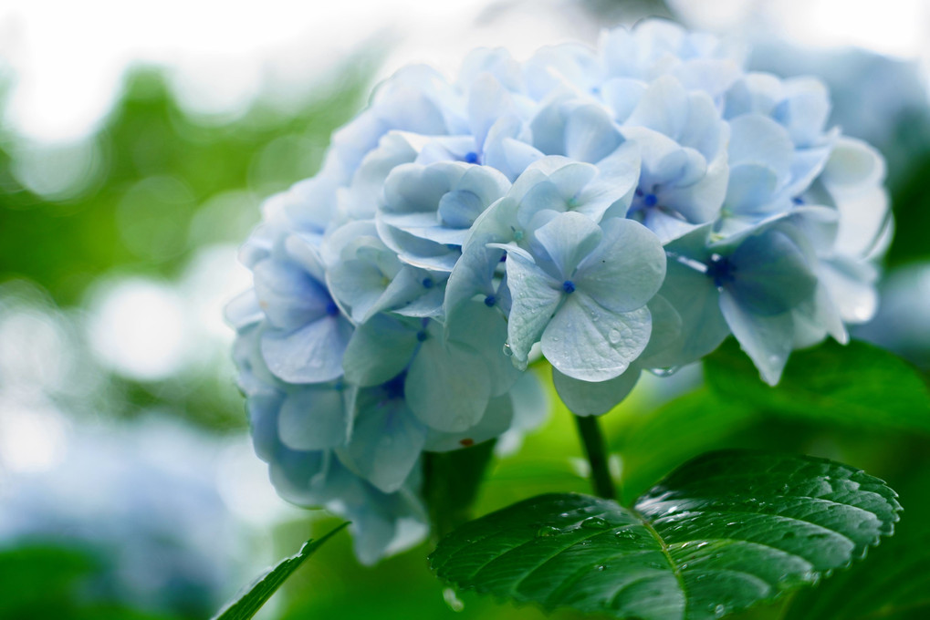 雨上がり