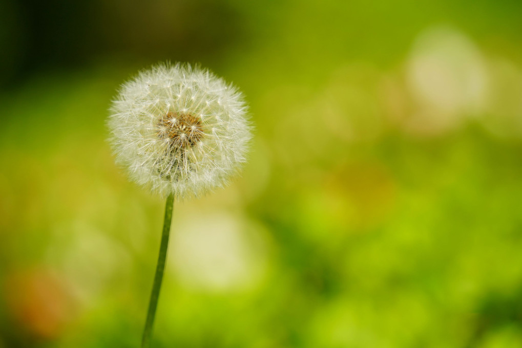 春と花と緑と、そして？