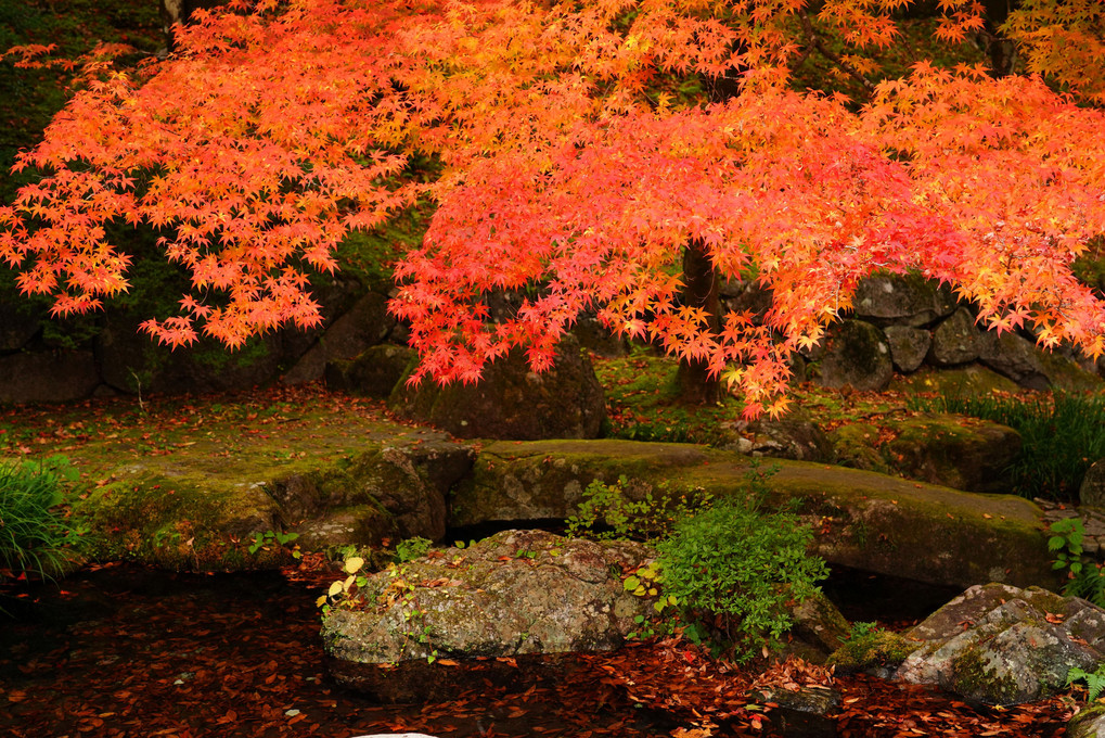 鹿沼古峯神社の紅葉