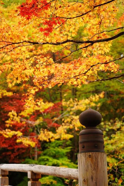 鹿沼古峯神社の紅葉