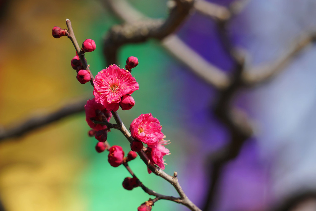 西新井大師の花たち