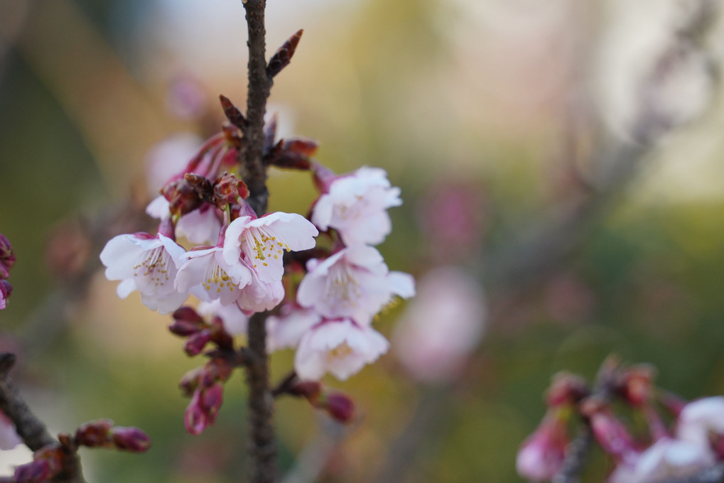 西新井大師の花たち