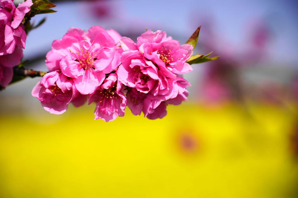 花桃と菜の花のコラボ