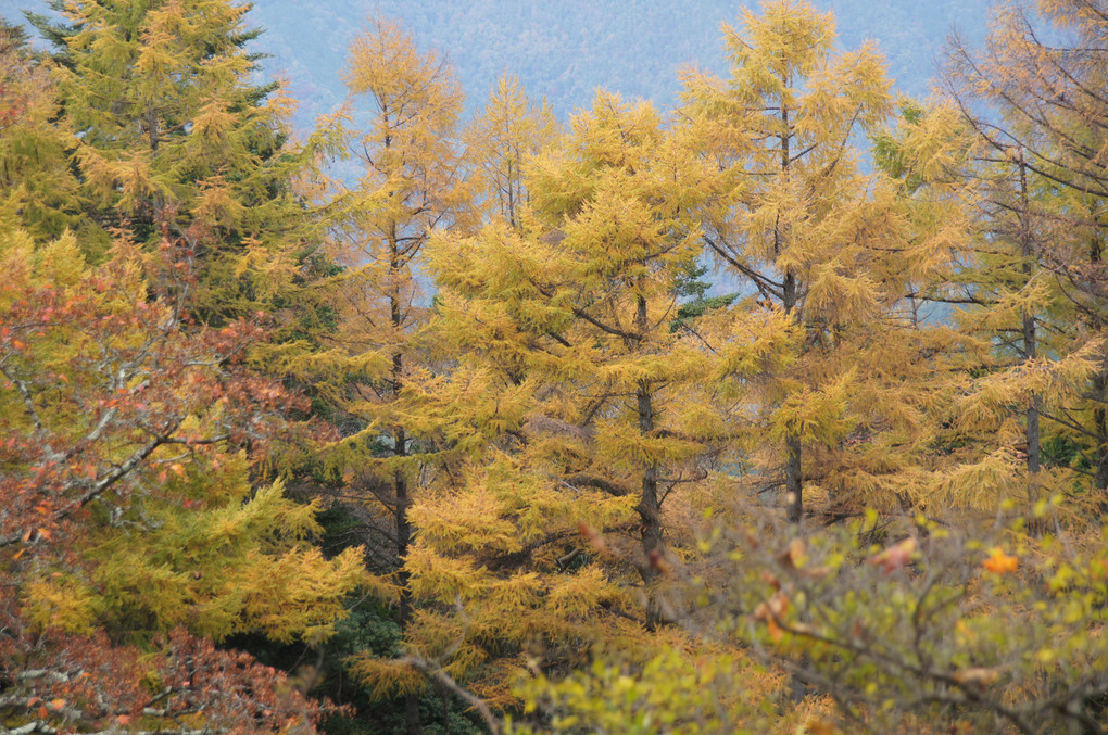 比叡山の秋