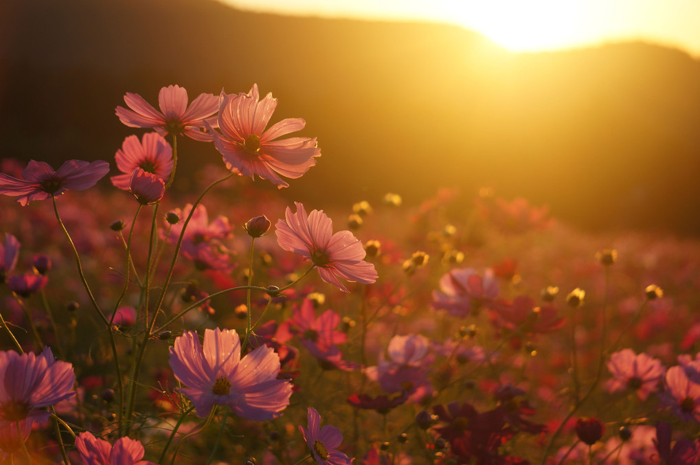 夕暮れの秋桜