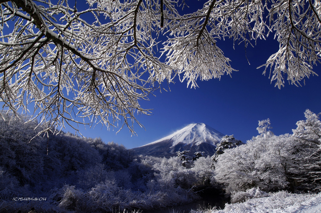 忍野忍草雪景色