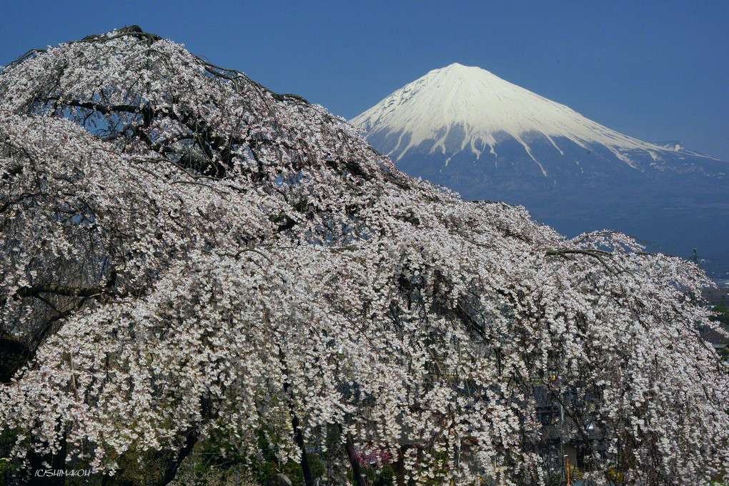 滝桜と富士