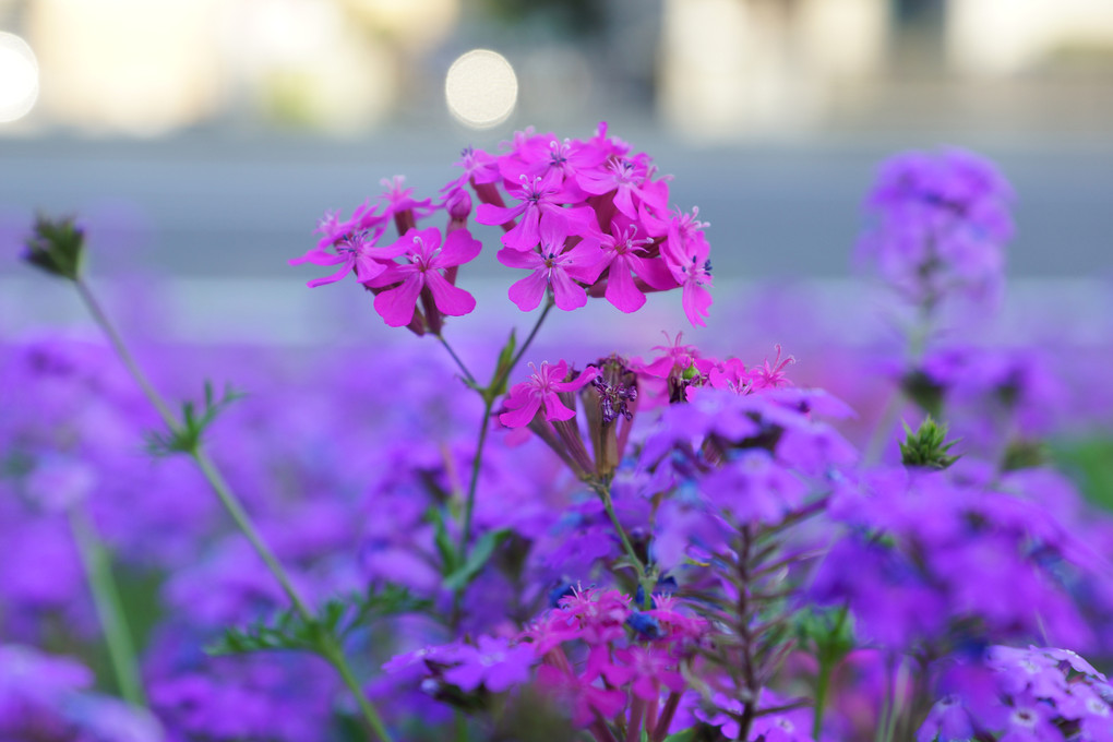 高彩度の植物