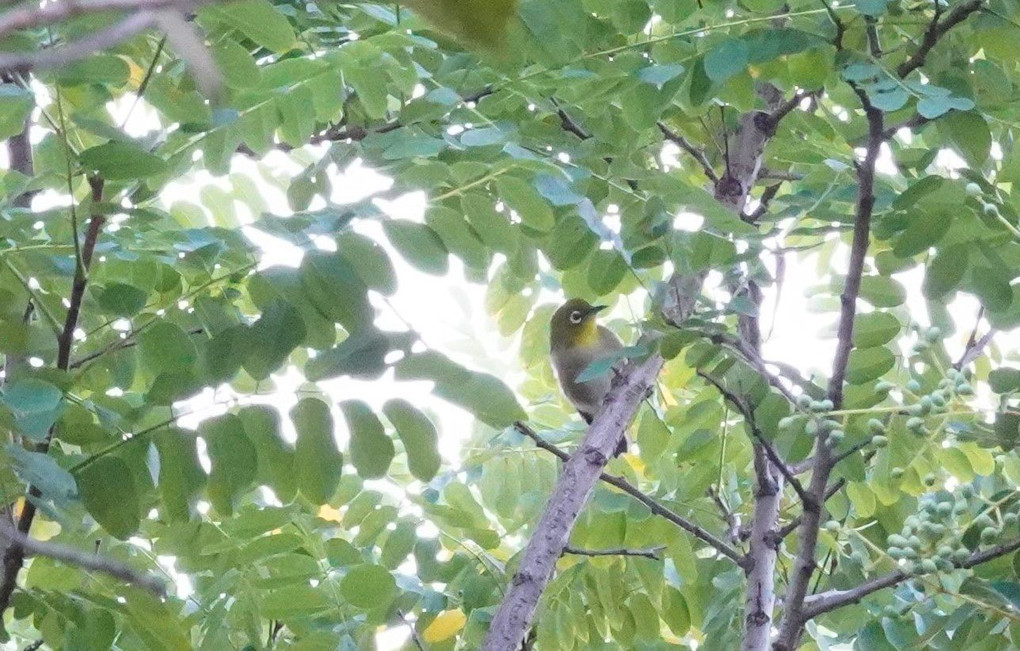 秋に見つけた野鳥～メジロ～