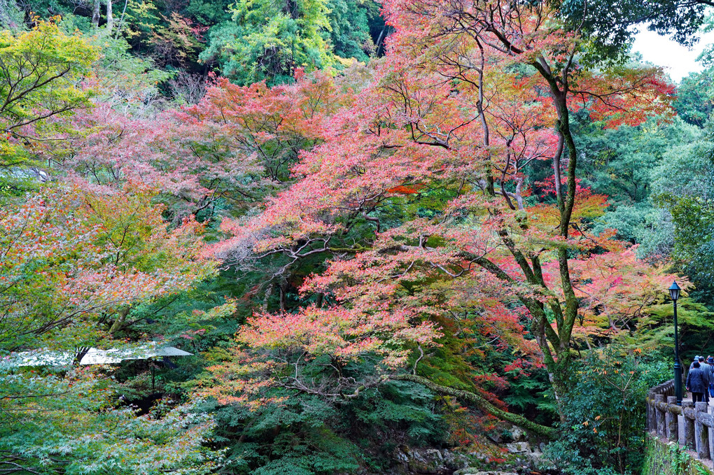 箕面の滝とその滝道の紅葉
