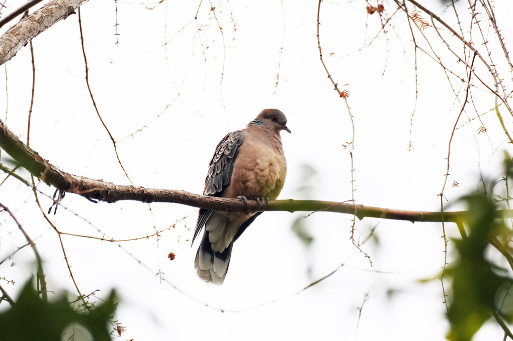 公園で見つけた野鳥～キジバト～