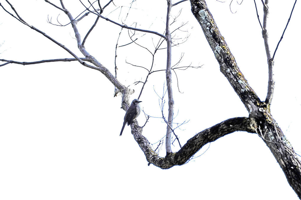 野鳥のいる風景～ヒヨドリ、水墨画風～