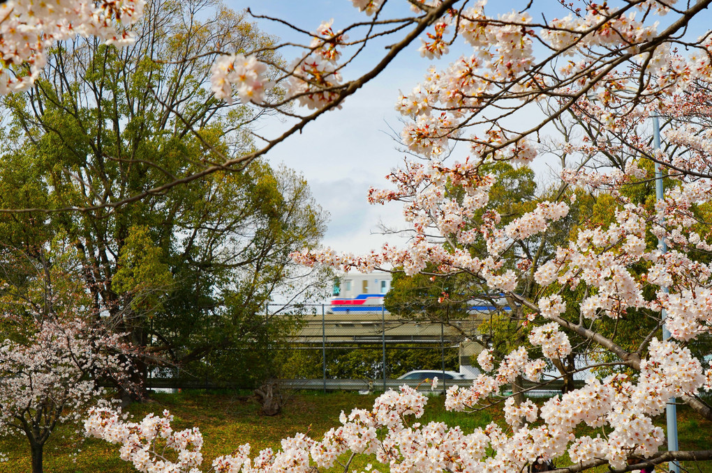 モノレールの走る風景（６）～桜と共に～