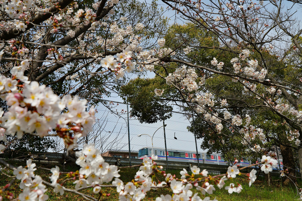 モノレールの走る風景（６）～桜と共に～
