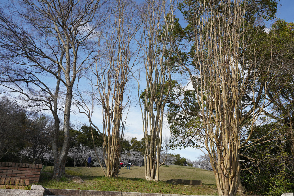 春休みの公園