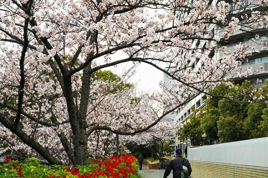 街に咲く桜