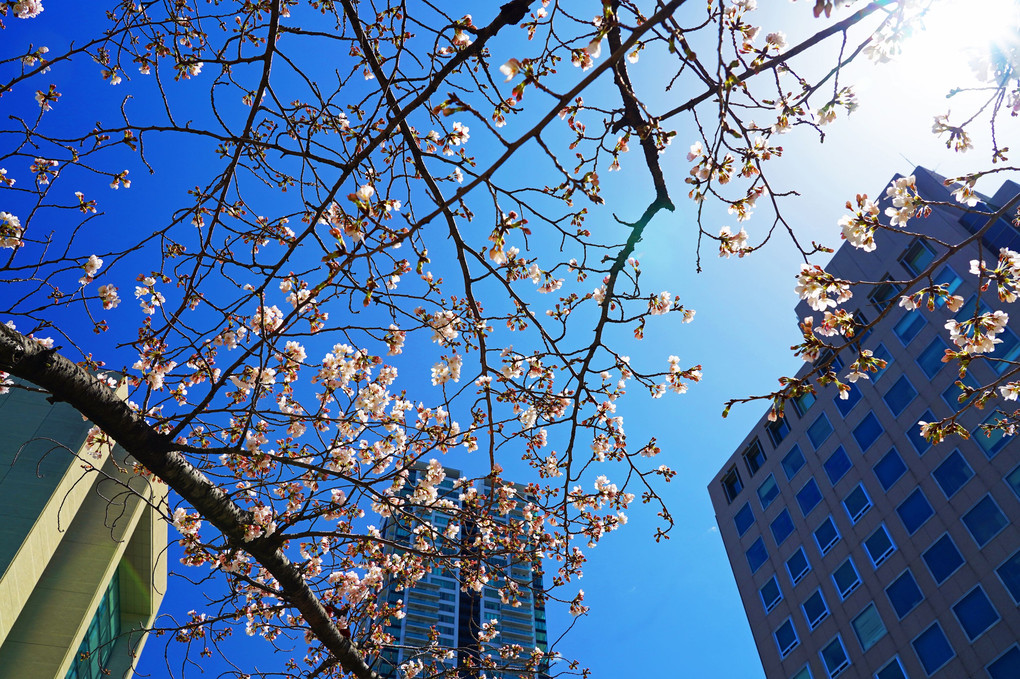 街に咲く桜