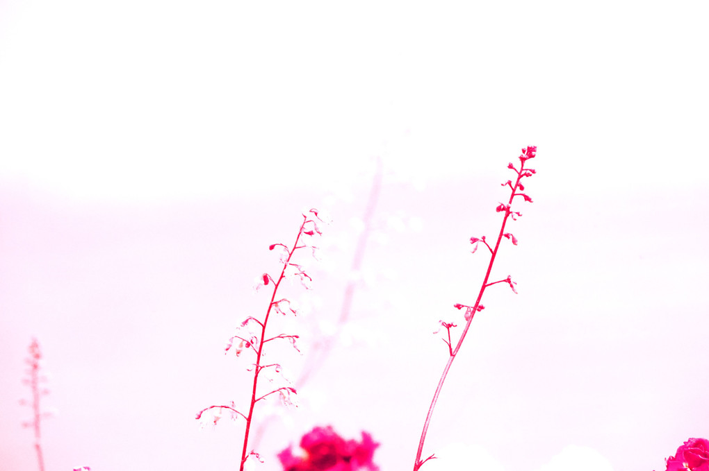 茜色の花