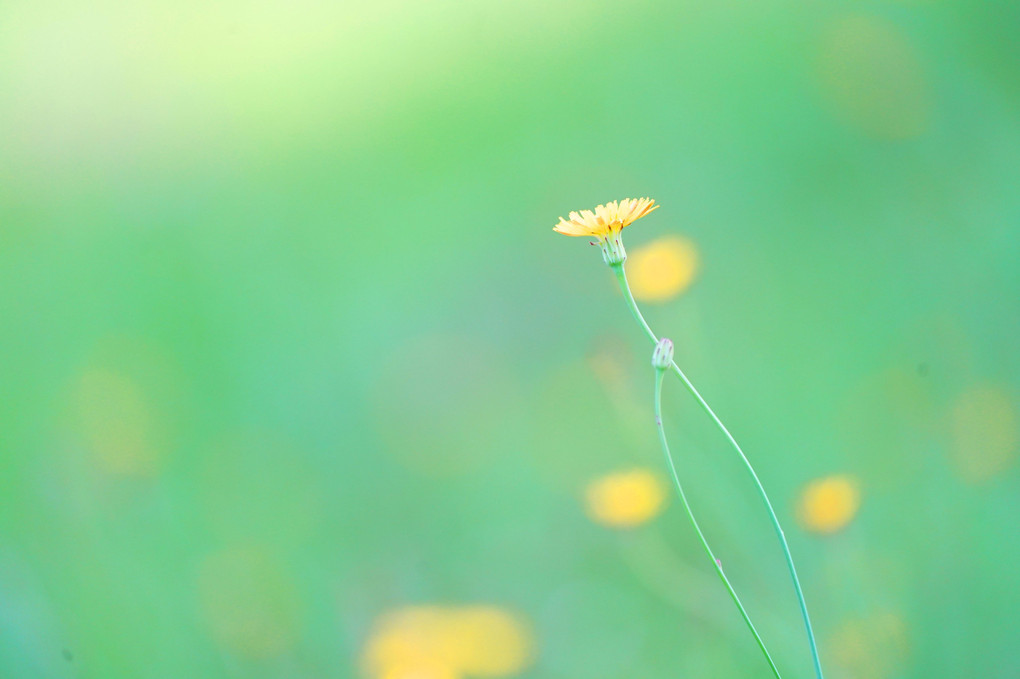 路傍に咲く花