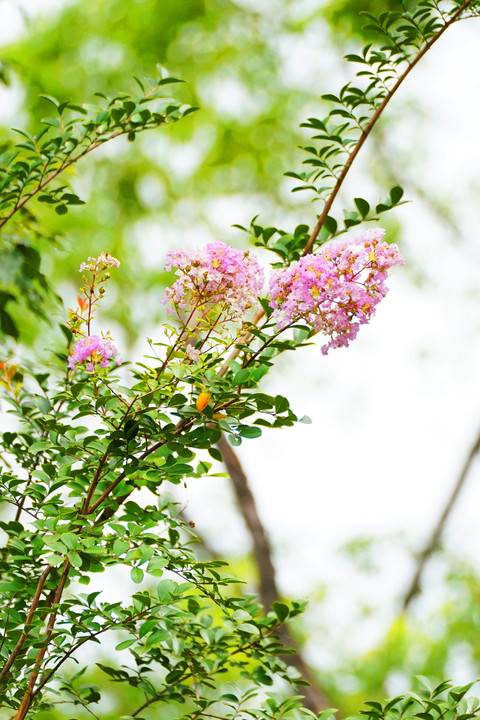 9月のサルスベリの花