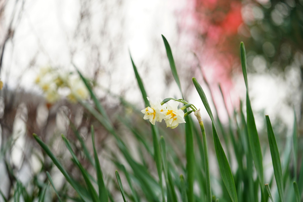 冬に咲く花々~水仙～