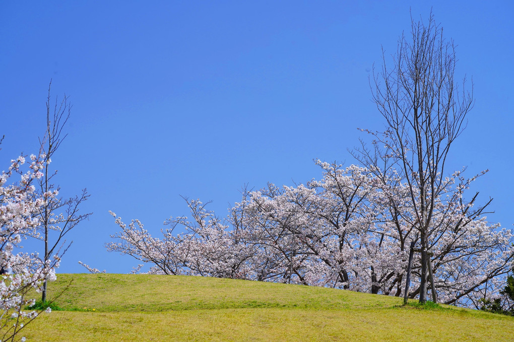 青空と丘と桜