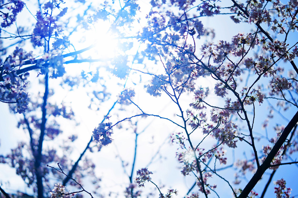 青空と丘と桜