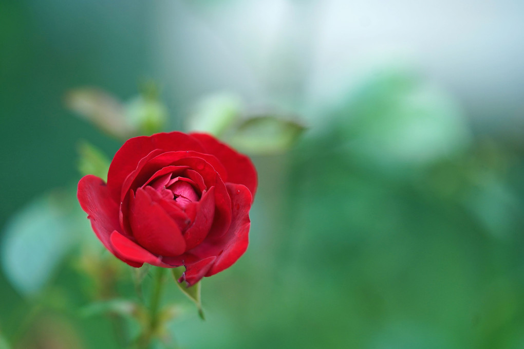 高貴な赤いバラ