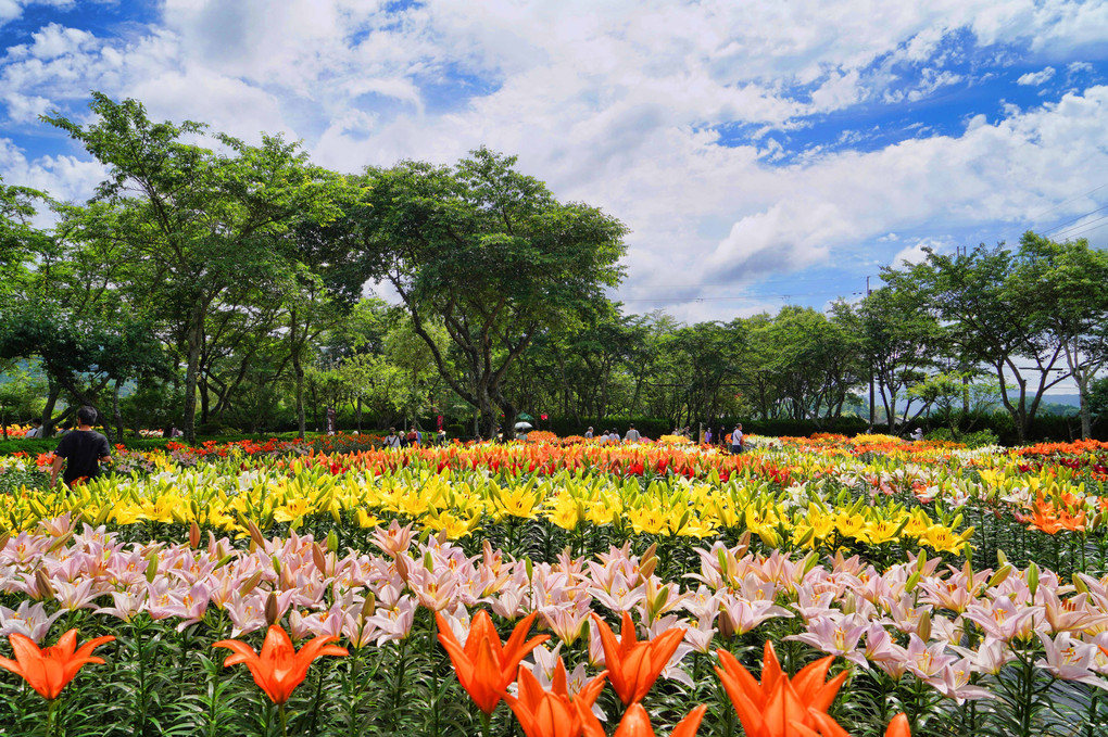 梅雨の合間のゆり園