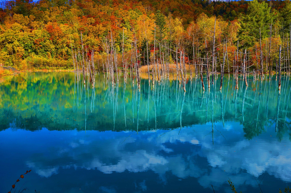 秋の池5景