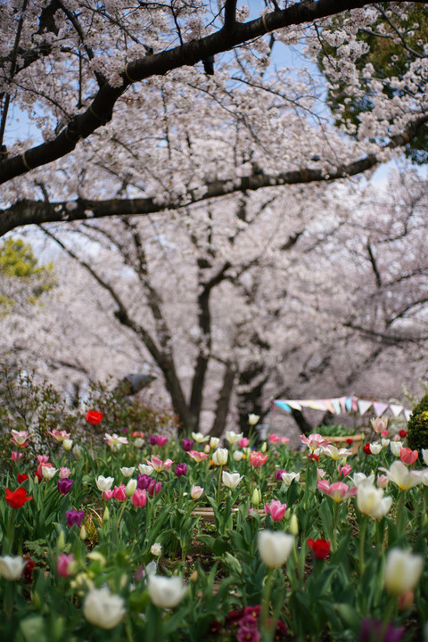 桜とチューリップ