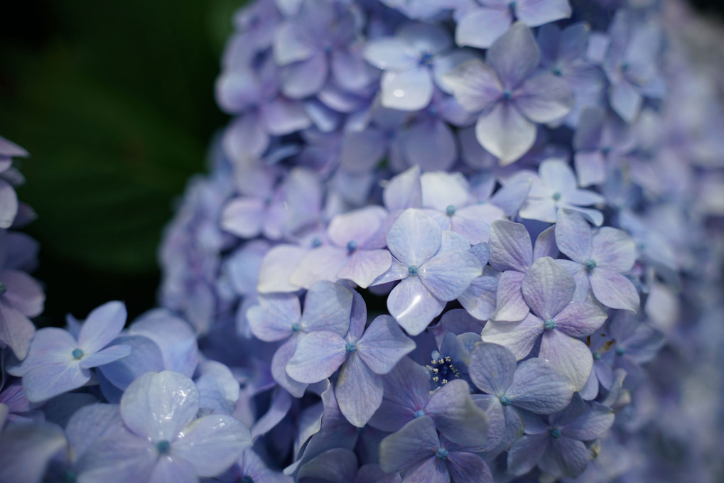 紫陽花・接写