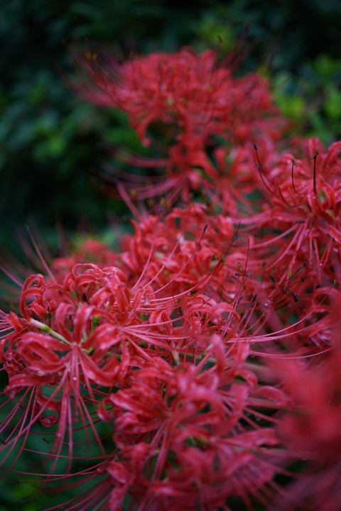 彼岸花・曇天