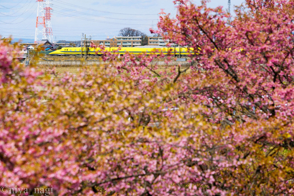 葉桜