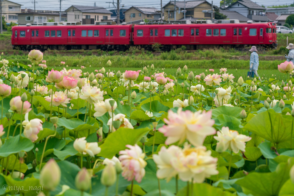 蓮と電車