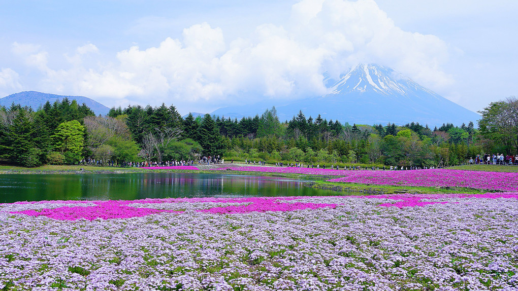 富士芝桜まつり　①　