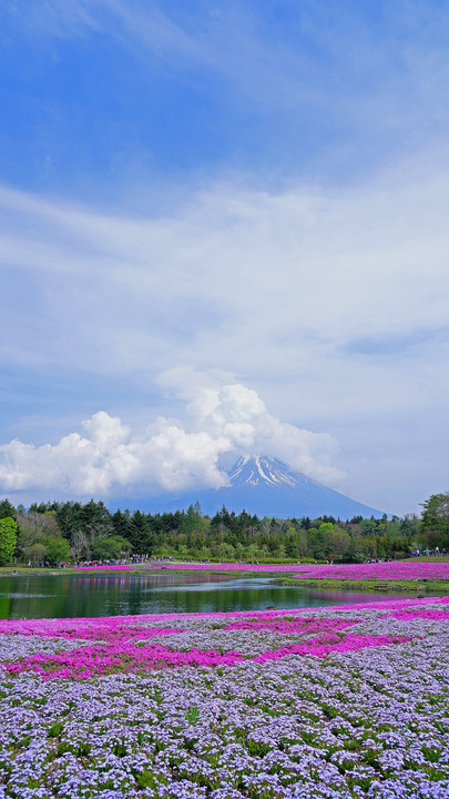 富士芝桜まつり　①　
