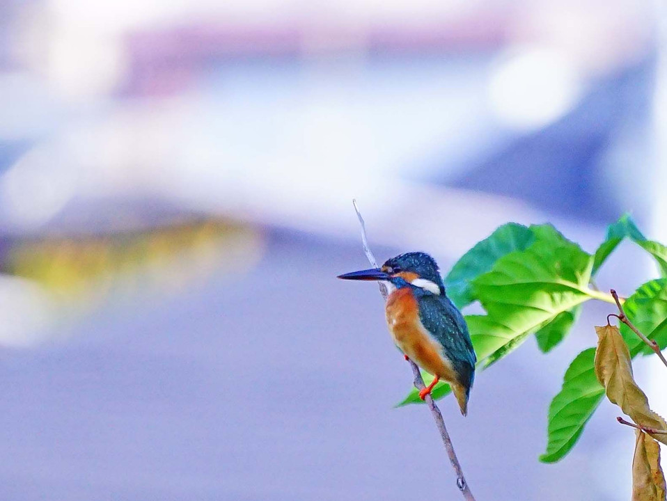 念願のカワセミ