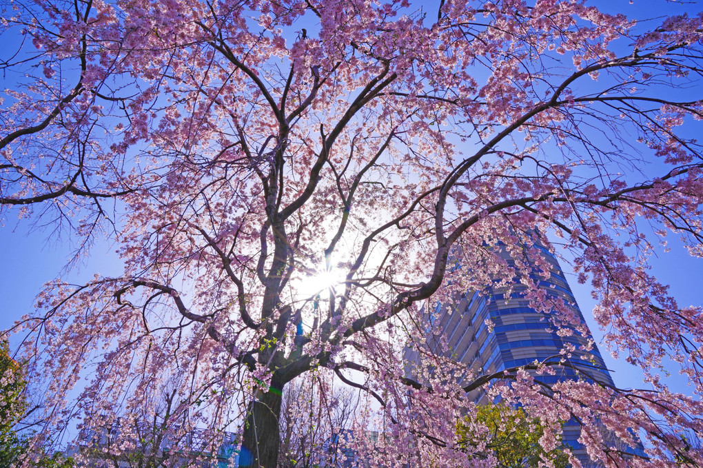 　枝垂桜