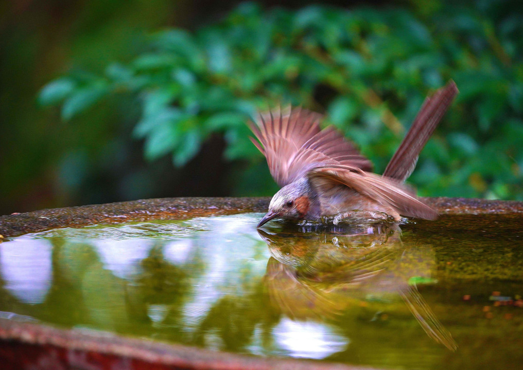 　野鳥の楽園　#ヒヨドリの幼鳥の水鏡#