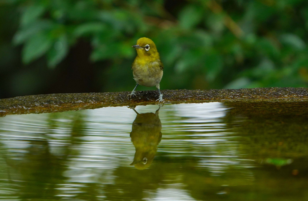 　野鳥の楽園　#メジロの水鏡#