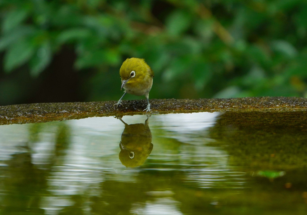 　野鳥の楽園　#メジロの水鏡#
