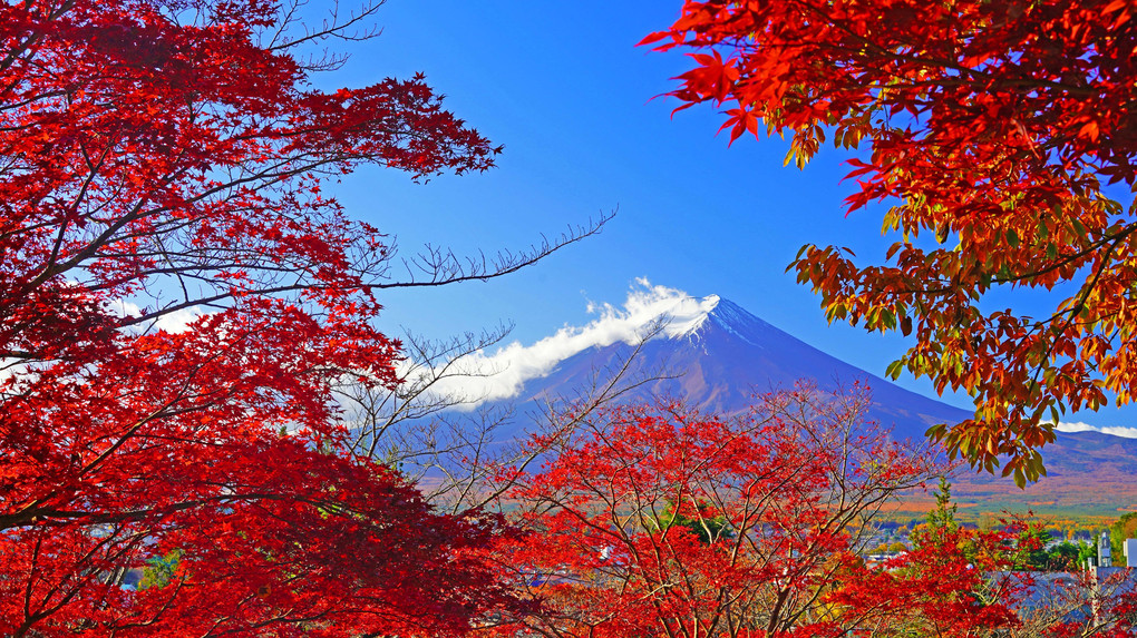 ～新倉山浅間公園の紅葉と富士～