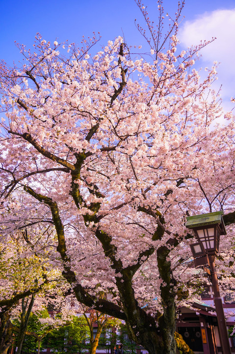 ～靖国神社の桜～