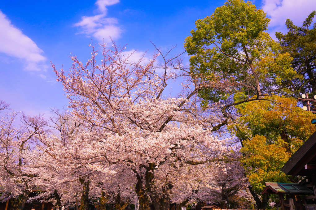 ～靖国神社の桜～