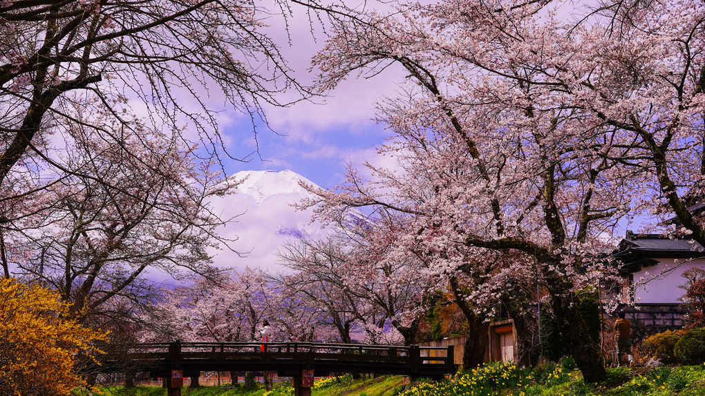 ～桜と富士山～「忍野八海編」　