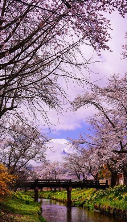 ～桜と富士山～「忍野八海編」　