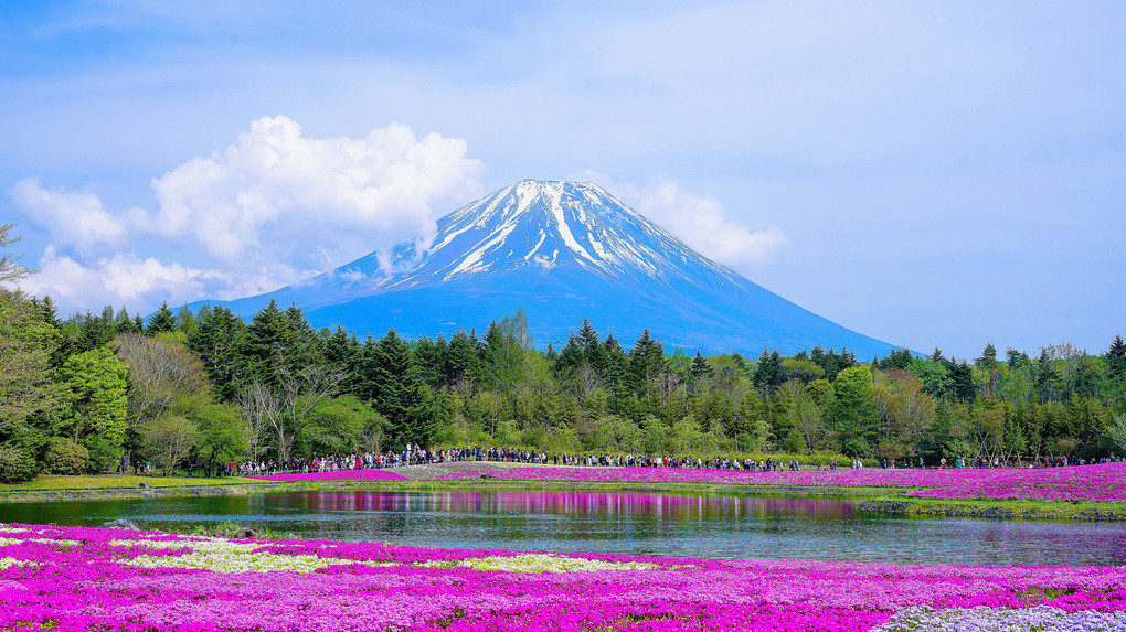 ～芝桜と富士山～