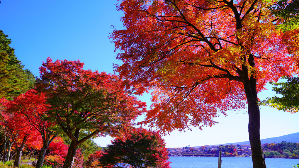 ～もみじトンネルの紅葉と富士～